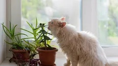 ペットにとって最も安全な観葉植物トップ5：ペットにリスクのない美しさ