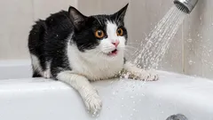 猫から見れば、私たちが間違っていること：猫が首をかしげるような行動