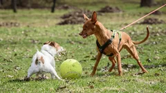 なぜ私の犬は他の犬を見ると吠えたりリードを引っ張ったりするのでしょうか?また、そのような攻撃的な行動をどのように抑えればよいでしょうか?